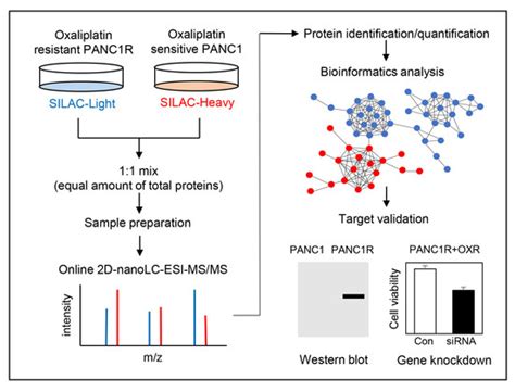 Cancers Free Full Text Silac Based Quantitative Proteomic Analysis