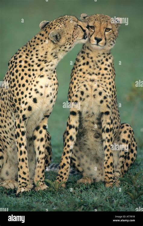 Cheetahs Kissing