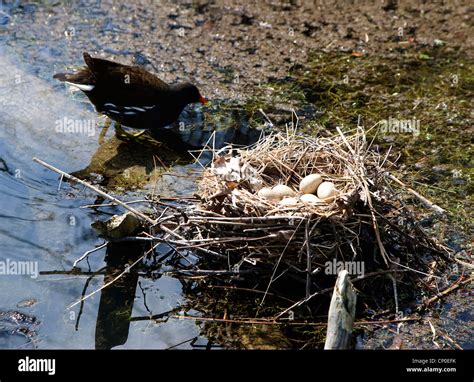 Moorhen eggs hi-res stock photography and images - Alamy