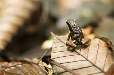 What A Frog Needs To Make That Leap The New York Times