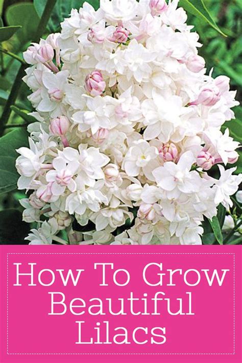 How To Grow Beautiful Lilacs Easily Lilac Gardening Lilac Bushes Shade Loving Shrubs