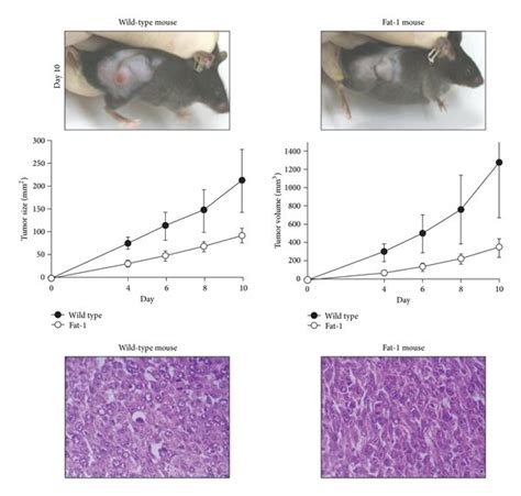 ω 3 Pufas Suppress Tumor Growth In Vivo By Inhibiting Phospho Akt And Download Scientific