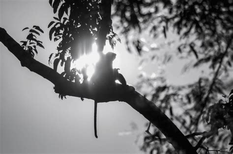 Dusky Langur Silhouette Royalty-Free Images, Stock Photos & Pictures ...