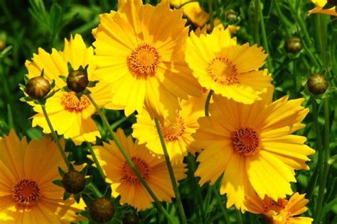 Coreopsis Photos Types Soins Et Plantation En Plein Champ