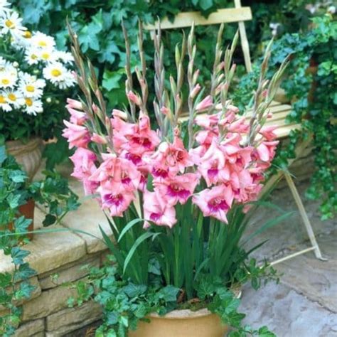 Get Gladiolus Eva Summer Flowering Bulb In Mi At English Gardens