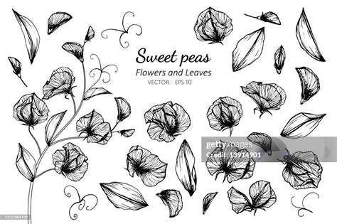 Collection Set Of Sweet Pea Flower And Leaves Drawing Illustration High