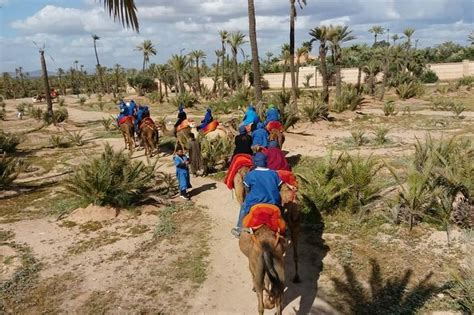 Camel Ride Quad Bike Tours In The Palm Grove Of Marrakech