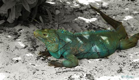 Fakta Iguana Biru Si Besar Yang Pandai Memanjat Pohon