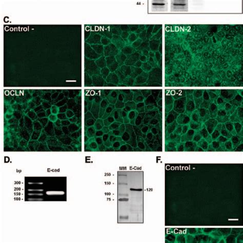 Expression Of Tj A C And Aj D F Mrna And Proteins In Hce Cells