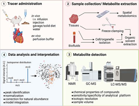 Frontiers Stable Isotopes For Tracing Cardiac Metabolism In Diseases