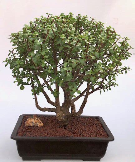 Baby Jade Bonsai Treeportulacaria Afra