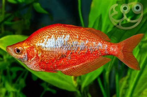 Red Irian Rainbow Fish