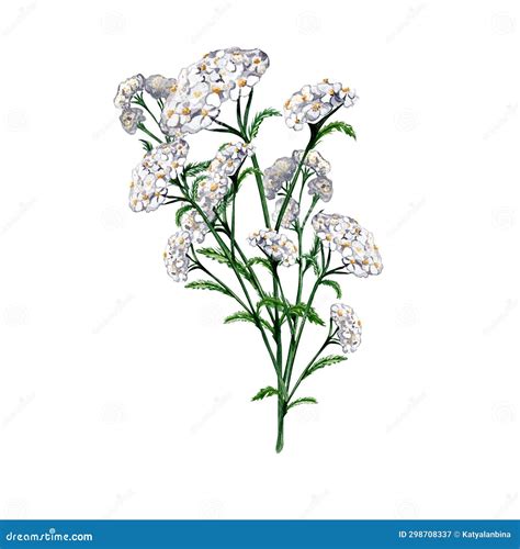 Achillea Millefolium Medicinal Plant Watercolor Illustration Isolated On White Background