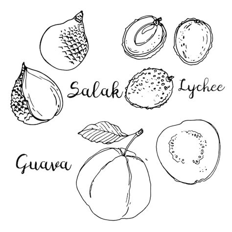 Salak Lichia Goiaba Frutas Desenhadas Por Uma Linha Em Um Fundo