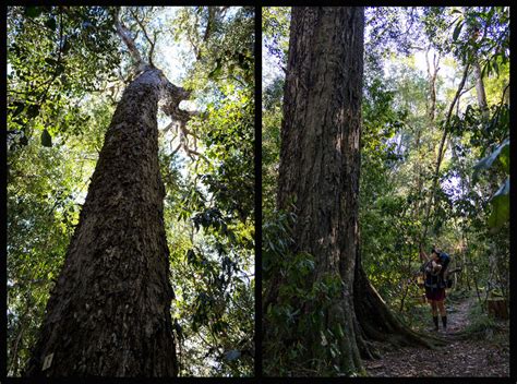 Outeniqua Trail Hiking South Africa