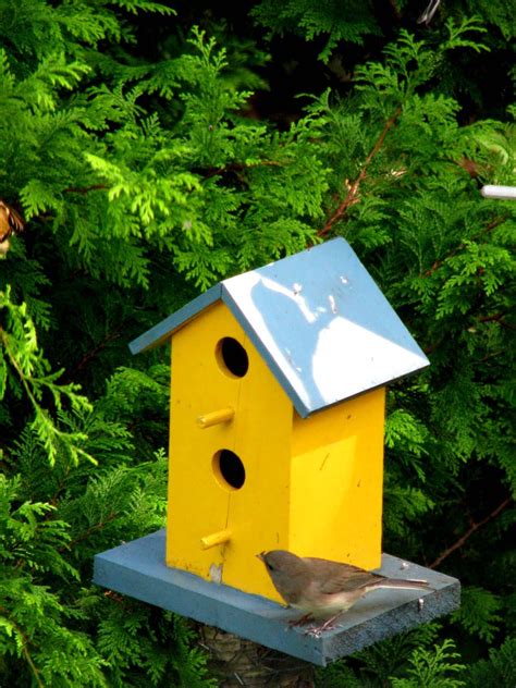 Yellow Finch Bird House Plans