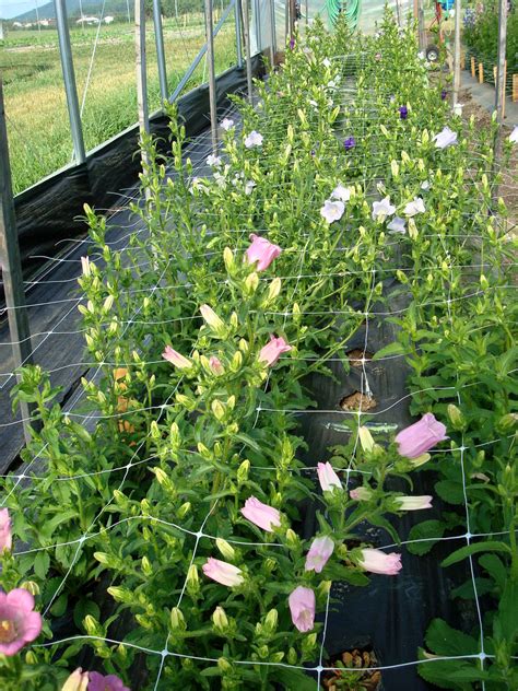 Campanula (Canterbury Bells)