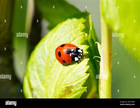 Mariquita roja con manchas negras fotografías e imágenes de alta