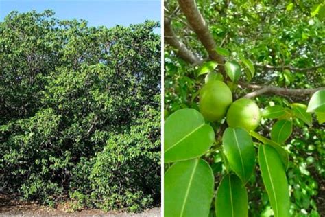 Manchineel Tree Uses & What If It Is Poisonous