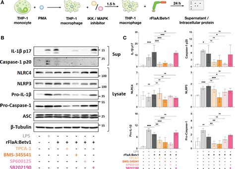 Frontiers A Flagellin Conjugate Protein Induces Dual Nlrc And Nlrp