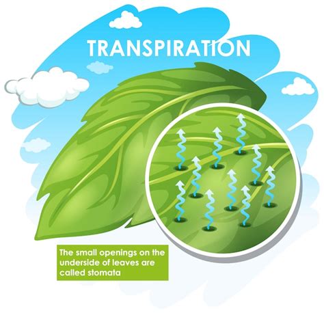 Transpiration Diagram