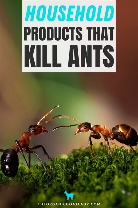 Household Products That Kill Ants The Organic Goat Lady