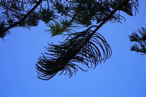 Kostenlose Foto Baum Gras Ast Himmel Sonnenlicht Blatt Blume