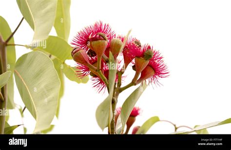 Australian red flowering gum tree Stock Photo - Alamy