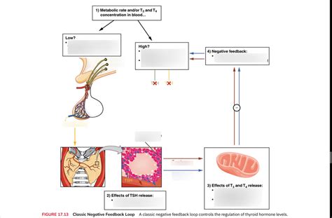 BIO202 Classic Negative Feedback Loop Thyroid Diagram Quizlet