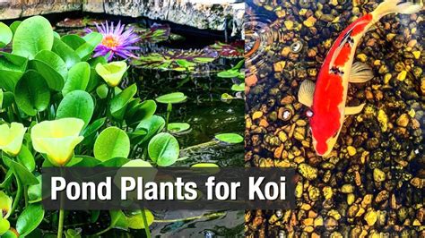 Pond Plants For Koi Youtube