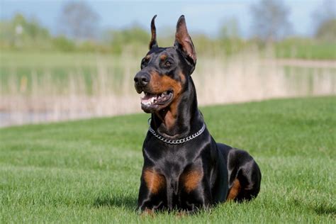 derrochador Mus Máquina de escribir razas de perros mas peligrosos del