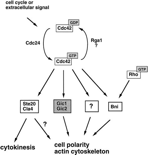 Novel Cdc42 Binding Proteins Gic1 And Gic2 Control Cell Polarity In Yeast