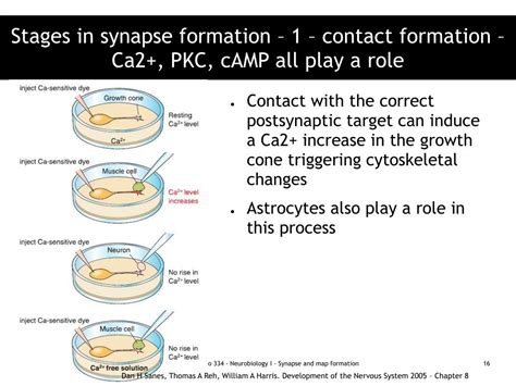 PPT - Synapse formation PowerPoint Presentation, free download - ID:3366323