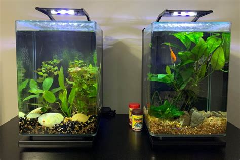 Marineland Portrait Review Gallon Fish Tank For Beginners