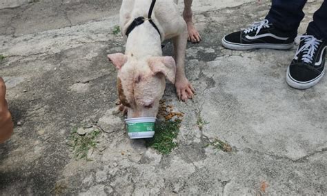 Homem é preso por maus tratos a cachorros em Madureira na Zona Norte