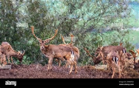 Reindeer herd in their habitat, reindeer with out of focus background ...