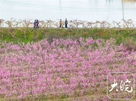 第六届肥东桃花节开幕 以桃为媒助力乡村振兴