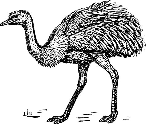 Ostrich Clip Art Black And White