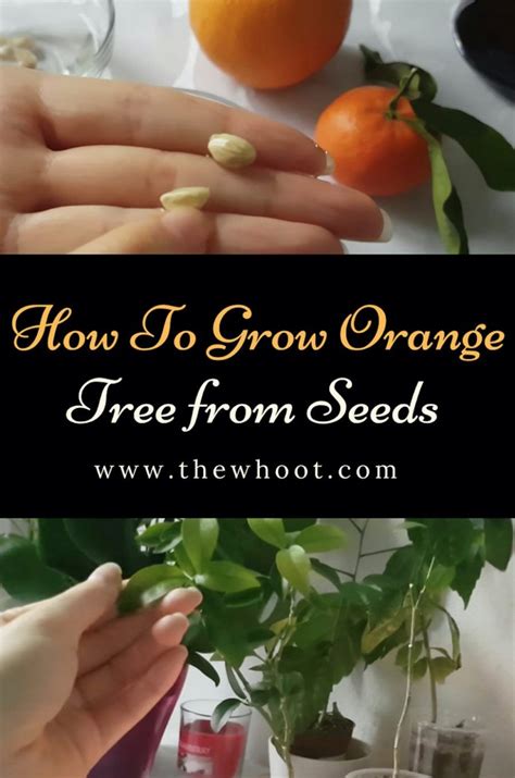 Grow Orange Tree From Seeds Easy Video Instructions Growing Oranges