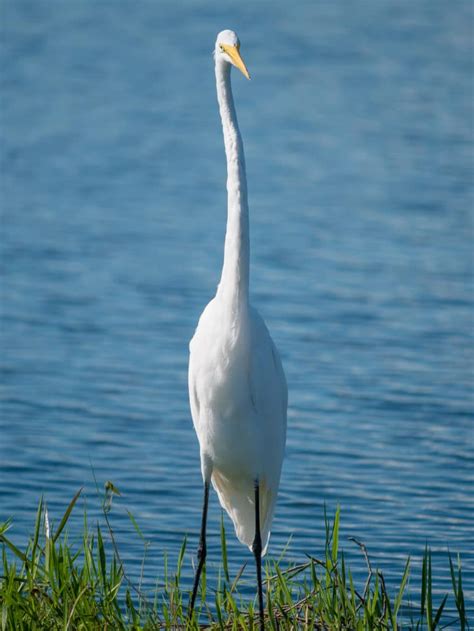 Lake Apopka Wildlife Drive - Free Things To Do - See Florida Wildlife