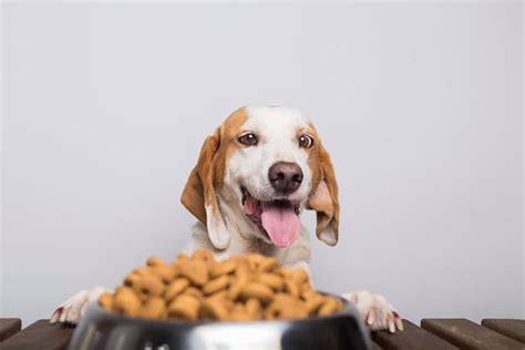 Alimentación Y Cuidados Para Tu Perro Su Bienestar Es Importante