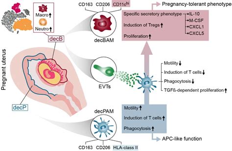 The Human Placenta Dictates The Phenotype Of Decidual Macrophages Biorxiv