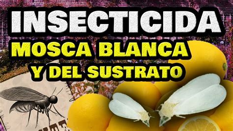 Los Mejores Insecticidas Para Erradicar La Plaga De Mosca Blanca Gu A