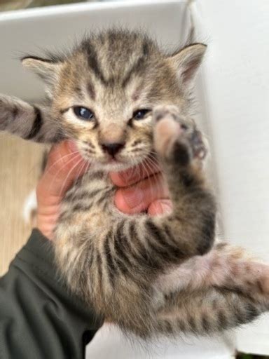 目が開いたばかりの子猫6匹 リック 保田の猫の里親募集｜ジモティー