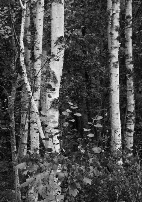 Birch Trees In Black And White Ellie Seif Photography