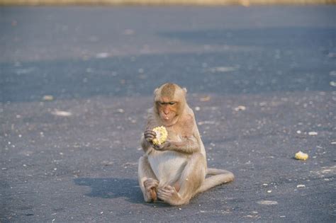 Un mono tailandés o macaco que come cangrejos macaca fascicularis