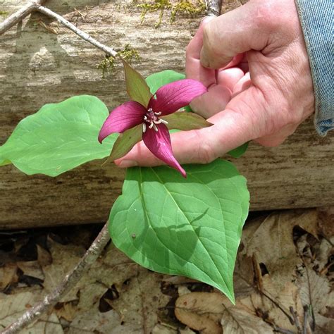 Northville Residents' Association | New Preston CT