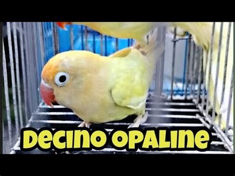 Decino Opaline Crimino Opa Lutino Opaline Lutino YouTube