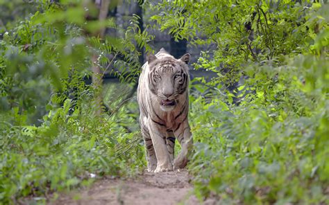 White Tiger India | History of White Tiger