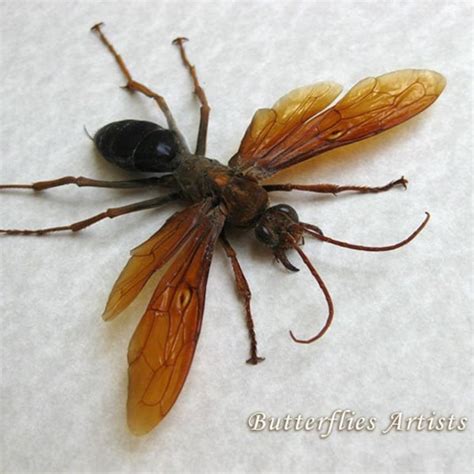 Tarantula Hawk Wasp Etsy